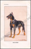 Image de Le Dressage du chien pour la garde et la défense