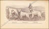 Image de Le Laverack Setter
