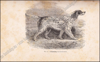 Image de Le Laverack Setter