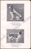 Afbeeldingen van Le Sporting Spaniel, suivi d'une étude sur le Cocker et les Auteurs contemporains