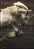Afbeeldingen van Pride of the Shires. The Story of the Whitbread Horses