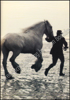 Afbeeldingen van Pride of the Shires. The Story of the Whitbread Horses