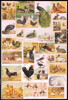 Picture of Étude bibliographique sur les animaux de basse-cour + Supplément à l'étude