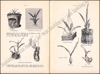Picture of Die Orchideen und ihre Kultur im Zimmer