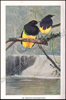 Picture of De dierenwereld van Insulinde in woord en beeld, I: Zoogdieren; II: Vogels
