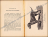 Image de Les chiens : chiens de luxe et d'utilité, chiens de chasse, nomenclature, description, élevage, hygiène et maladies