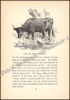 Image de Three hundred Æsop's fables literally translated from the greek
