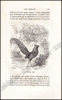 Afbeeldingen van Histoire Naturelle des Oiseaux, des Reptiles et des Poissons