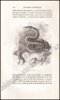 Afbeeldingen van Histoire Naturelle des Oiseaux, des Reptiles et des Poissons